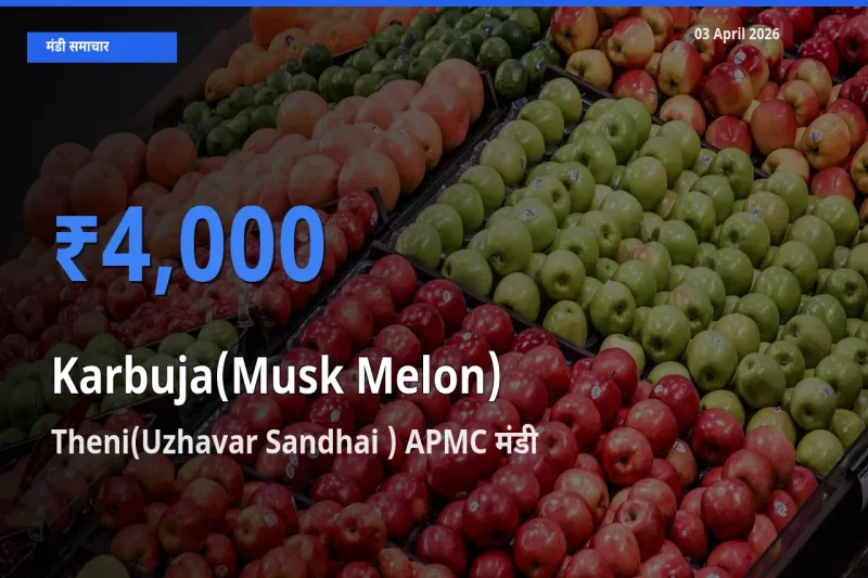 Theni(Uzhavar Sandhai ) APMC मंडी में खरबूजा ₹4,000 पर पहुँचा – आज का सर्वोच्च भाव