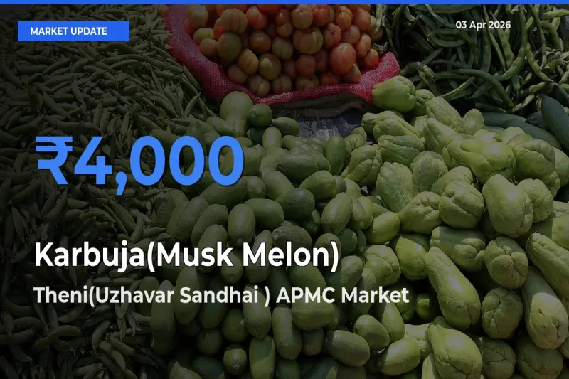 Top Performer! Theni(Uzhavar Sandhai ) APMC Offers Best Karbuja(Musk Melon) Price Today