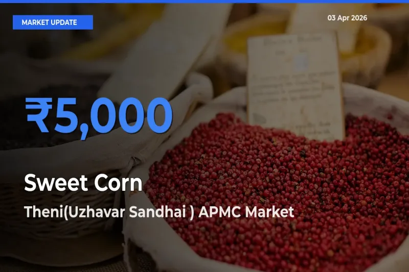 Theni(Uzhavar Sandhai ) APMC Tops Sweet Corn Rates – April 03 Market Update