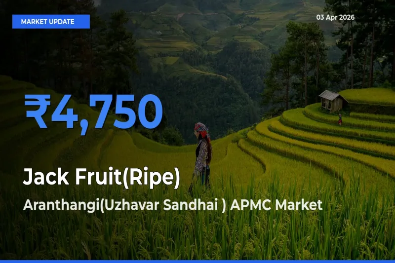Aranthangi(Uzhavar Sandhai ) APMC Offers ₹4,750 – Highest Jack Fruit(Ripe) Rate Today