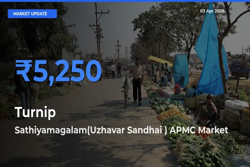 Top Performer! Sathiyamagalam(Uzhavar Sandhai ) APMC Offers Best Turnip Price Today