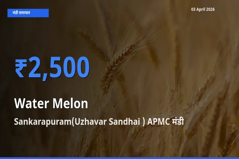आज तरबूज के सबसे ज़्यादा दाम Sankarapuram(Uzhavar Sandhai ) APMC मंडी में दर्ज