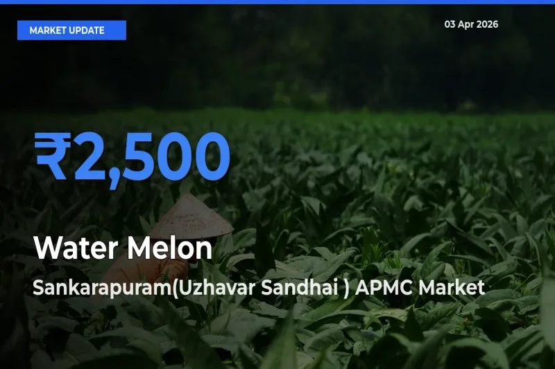 Water Melon Mandi Rate Today: Sankarapuram(Uzhavar Sandhai ) APMC Tops the List