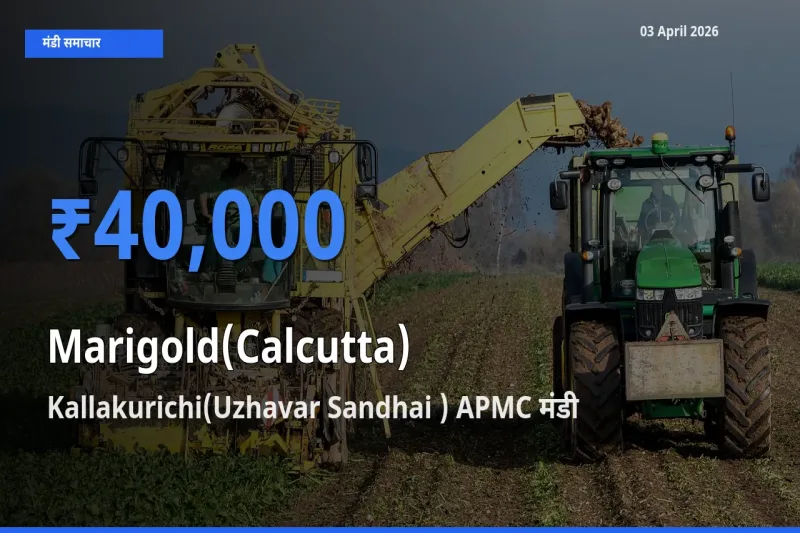 03 April अपडेट: गेंदा (कलकत्ता) के सबसे ऊँचे दाम Kallakurichi(Uzhavar Sandhai ) APMC मंडी में