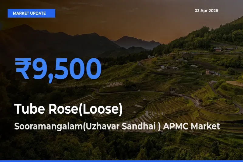 Sooramangalam(Uzhavar Sandhai ) APMC Tops Tube Rose(Loose) Rates – April 03 Market Update