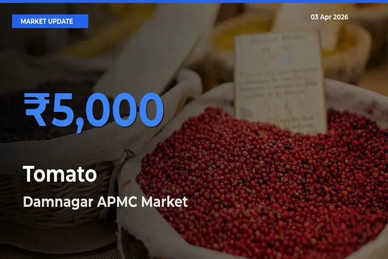 Damnagar APMC Leads as Top Mandi for Tomato Prices