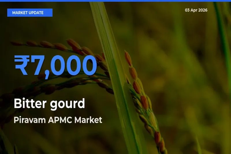 Piravam APMC Leads as Top Mandi for Bitter gourd Prices