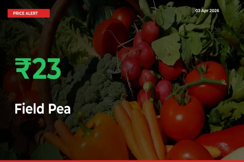Field Pea Mandi Rate Today: Prices Jump 23.08% at Market