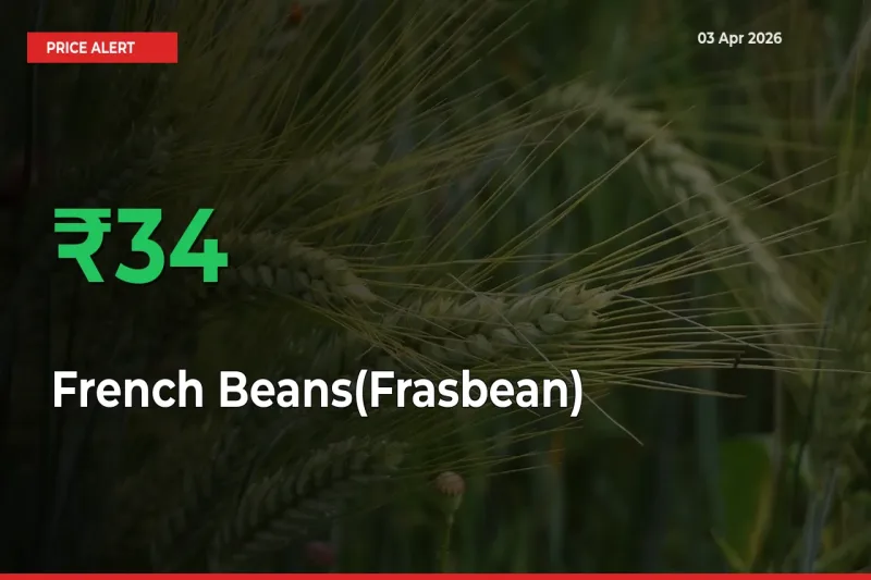 33.65% Spike in French Beans(Frasbean) Prices – Mandi Sees Sudden Rally