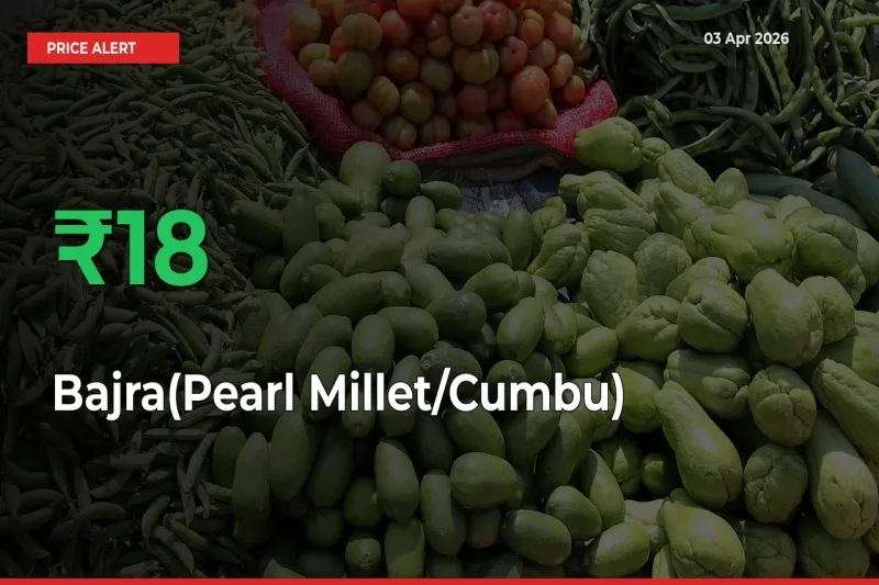 Bajra(Pearl Millet/Cumbu) Rises 17.76% at Mandis