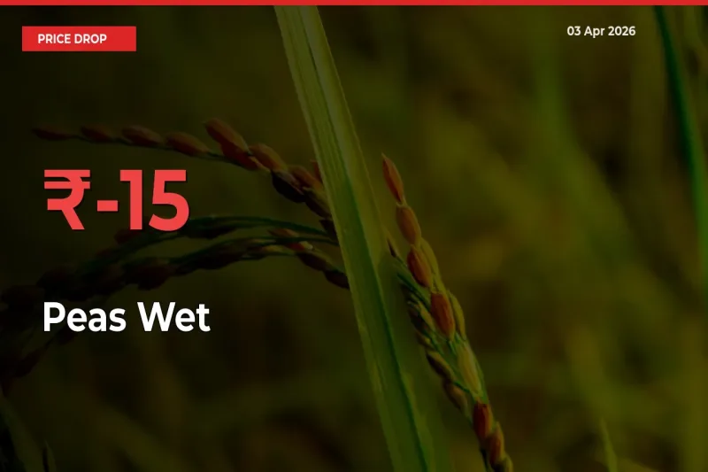 Peas Wet Prices Drop 15.36% – April 03 Market Update from Mandis