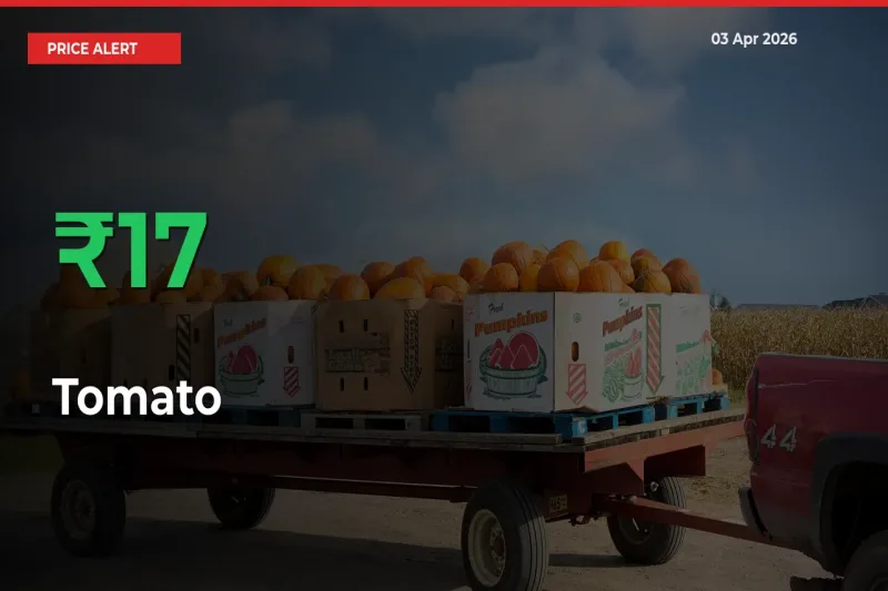 Tomato Prices Rise 16.52% in a Day at Major Mandis