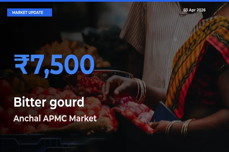 Farmers Prefer Anchal APMC as Bitter gourd Hits Highest Rate
