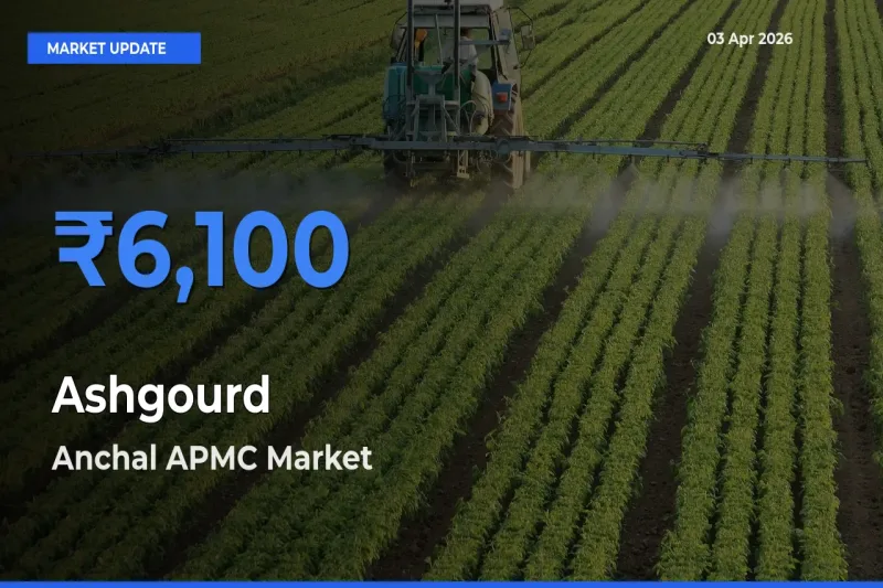 Ashgourd Mandi Rate Today: Anchal APMC Tops the List