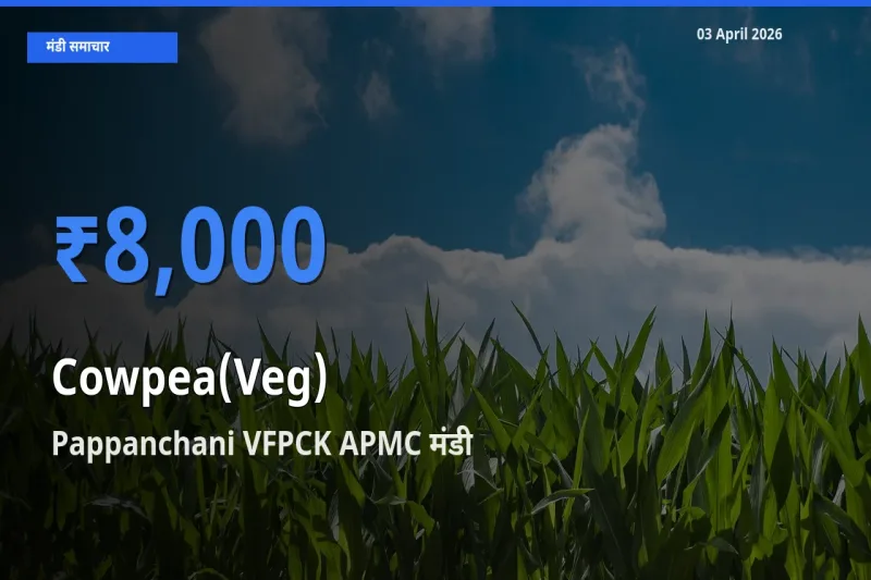 किसानों की पसंद बना Pappanchani VFPCK APMC, लोबिया फली के सबसे अच्छे दाम