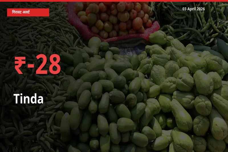 टिंडा 27.82% गिरा, मंडी