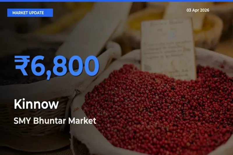 SMY Bhuntar Offers ₹6,800 – Highest Kinnow Rate Today