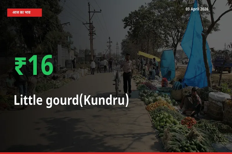 कुंदरू (टिंडा तोरई) के दाम प्रमुख मंडी में 16.15% बढ़े, 24 घंटे में बड़ा बदलाव