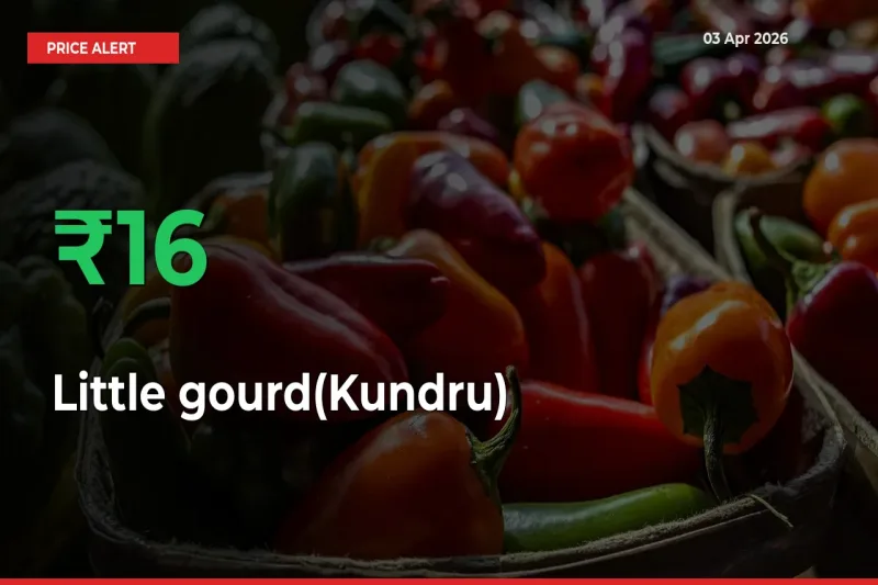 Little gourd(Kundru) Rises 16.15% at Mandis