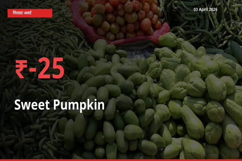 लाल कद्दू 24.95% गिरा, मंडी