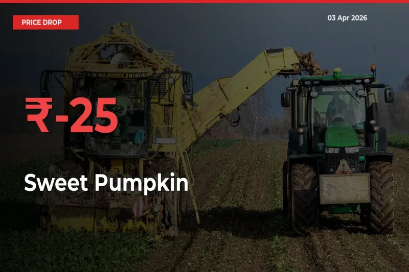 Sweet Pumpkin Falls 24.95% at Mandis