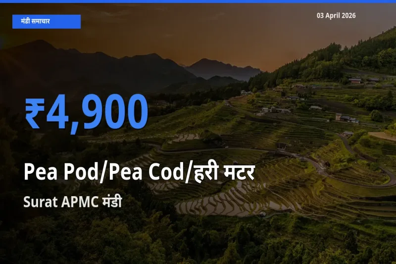आज का मंडी भाव: मटर की फली के सबसे ज़्यादा दाम Surat APMC में