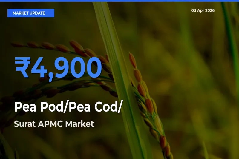 Surat APMC Records Highest ₹4,900 Rate for Pea Pod/Pea Cod/हरी मटर
