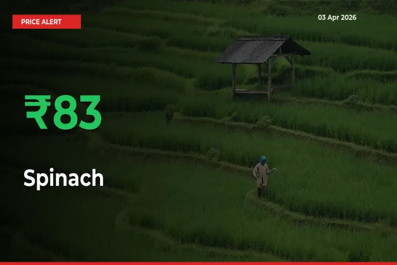 Why Spinach Prices Rose 83.34% in a Day at Mandis