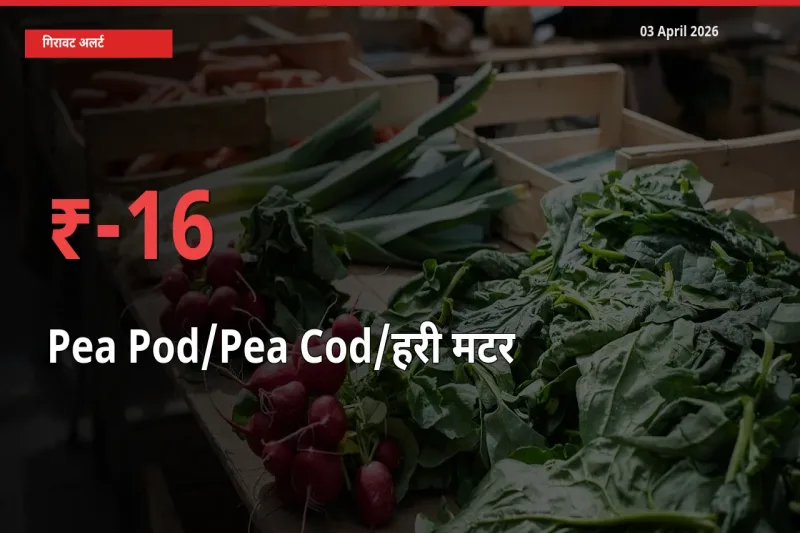 स्थानीय मंडी में मटर की फली के दाम अचानक 15.81% गिरे, किसानों की चिंता बढ़ी