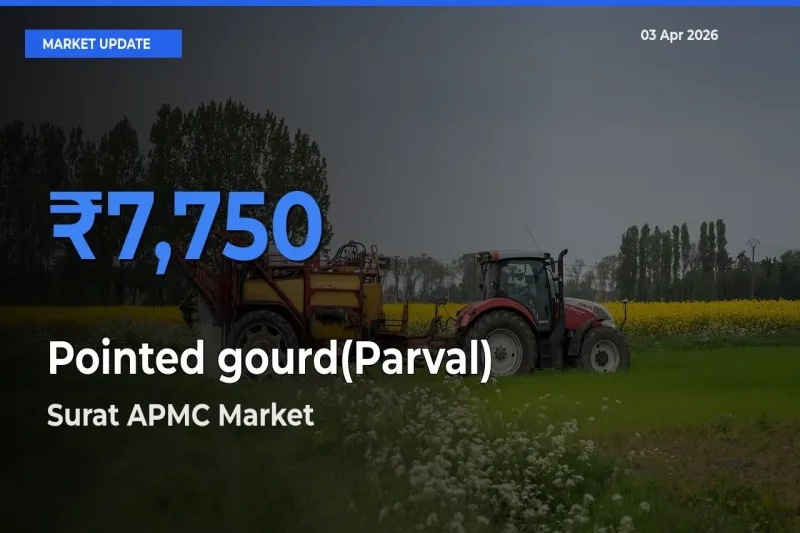 Surat APMC Offers ₹7,750 – Highest Pointed gourd(Parval) Rate Today