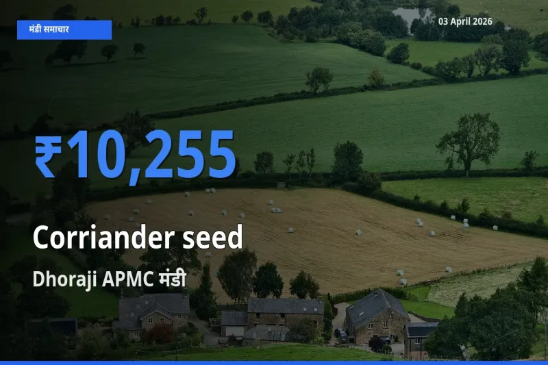 आज साबुत धनिया के सबसे ऊँचे दाम ₹10,255 Dhoraji APMC मंडी में