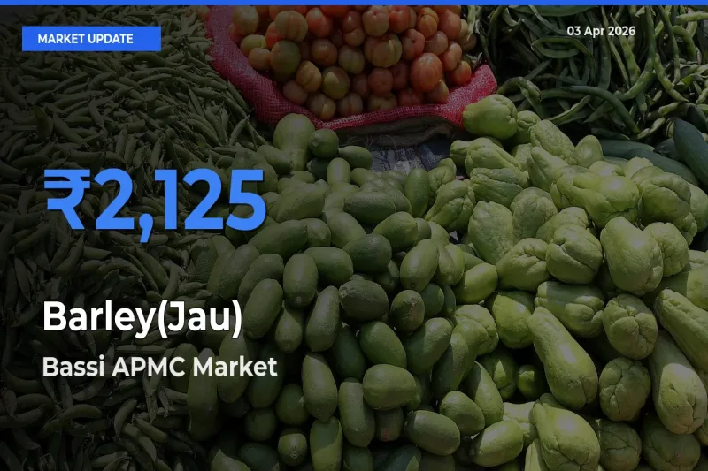 Bassi APMC Tops Barley(Jau) Rates – April 03 Market Update