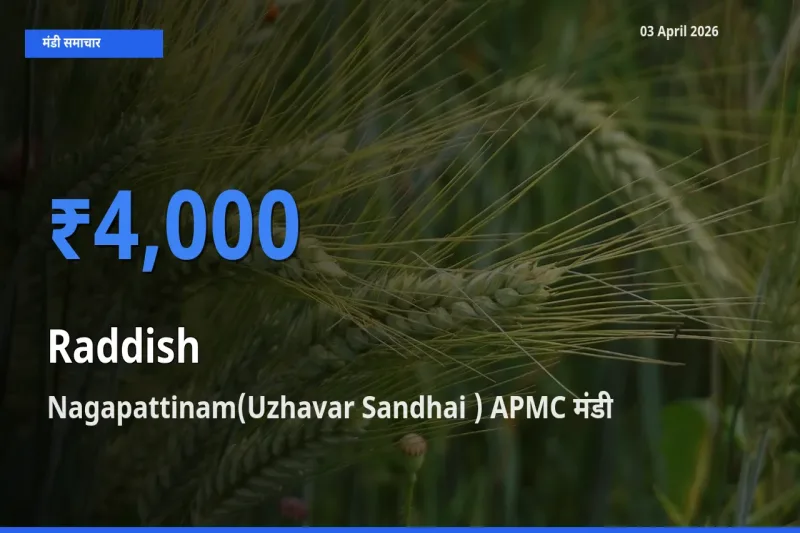 03 April अपडेट: मूली के सबसे ऊँचे दाम Nagapattinam(Uzhavar Sandhai ) APMC मंडी में