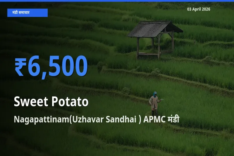 आज का मंडी भाव: शकरकंद के सबसे ज़्यादा दाम Nagapattinam(Uzhavar Sandhai ) APMC में