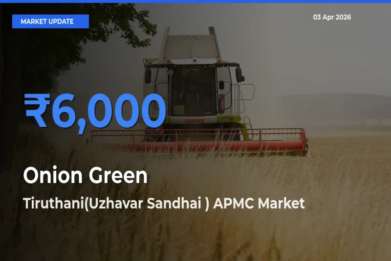 Top Performer! Tiruthani(Uzhavar Sandhai ) APMC Offers Best Onion Green Price Today