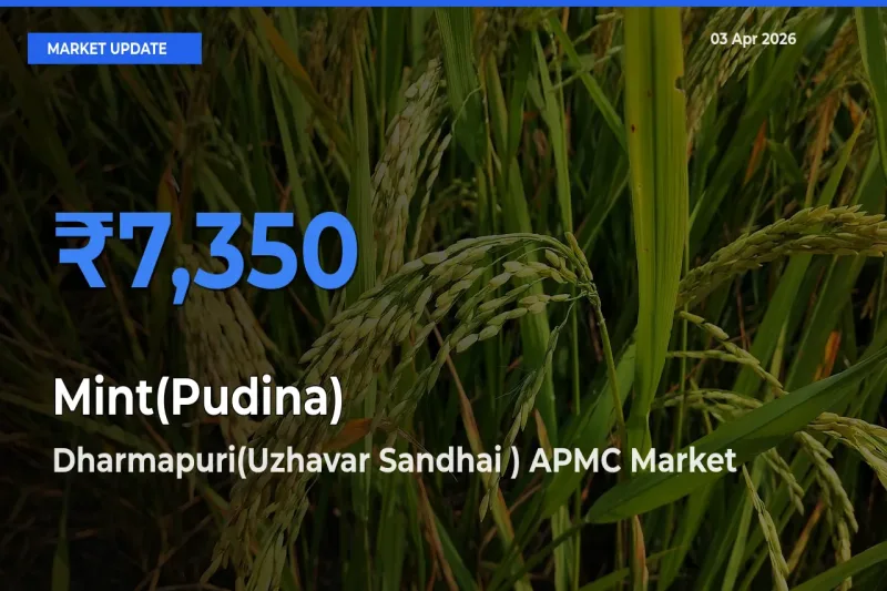 Dharmapuri(Uzhavar Sandhai ) APMC Records Highest ₹7,350 Rate for Mint(Pudina)