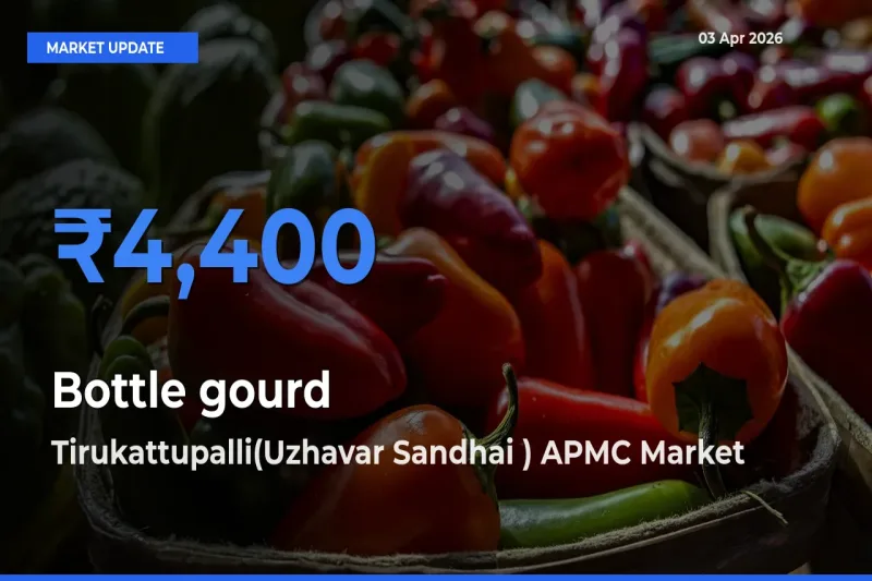 Farmers Prefer Tirukattupalli(Uzhavar Sandhai ) APMC as Bottle gourd Hits Highest Rate