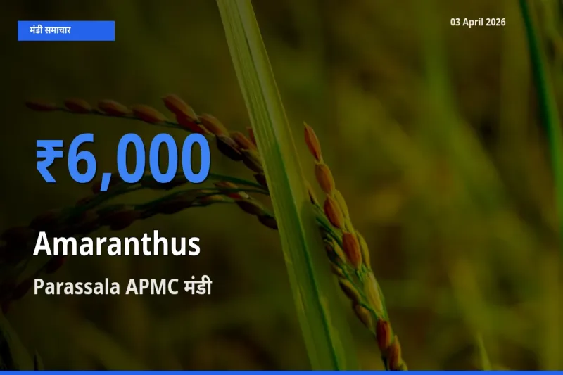 टॉप मंडी बना Parassala APMC! चौलाई के सबसे ऊँचे दाम यहीं दर्ज