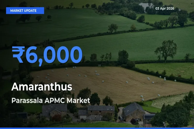 Top Performer! Parassala APMC Offers Best Amaranthus Price Today