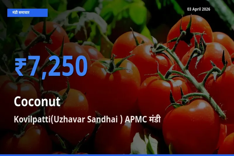 03 April अपडेट: नारियल के सबसे ऊँचे दाम Kovilpatti(Uzhavar Sandhai ) APMC मंडी में
