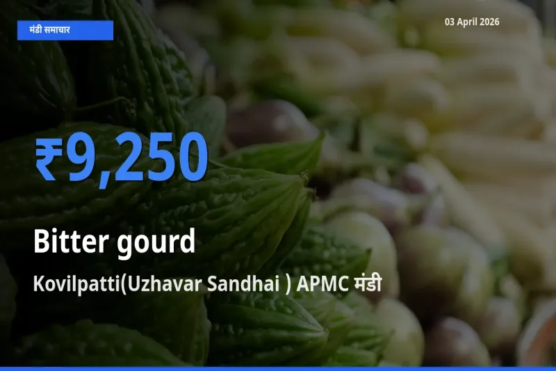 आज करेला के सबसे ज़्यादा दाम Kovilpatti(Uzhavar Sandhai ) APMC मंडी में दर्ज