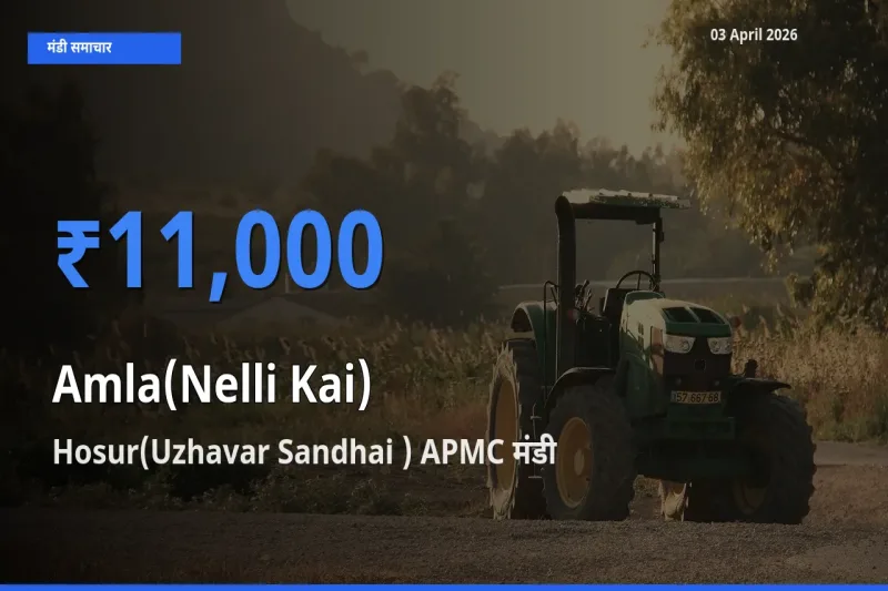 टॉप मंडी बना Hosur(Uzhavar Sandhai ) APMC! आंवला के सबसे ऊँचे दाम यहीं दर्ज