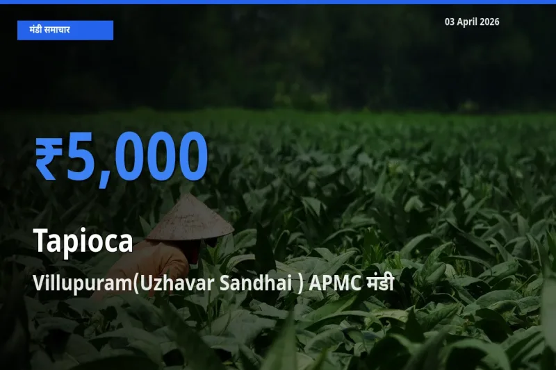 आज साबूदाना के सबसे ज़्यादा दाम Villupuram(Uzhavar Sandhai ) APMC मंडी में दर्ज
