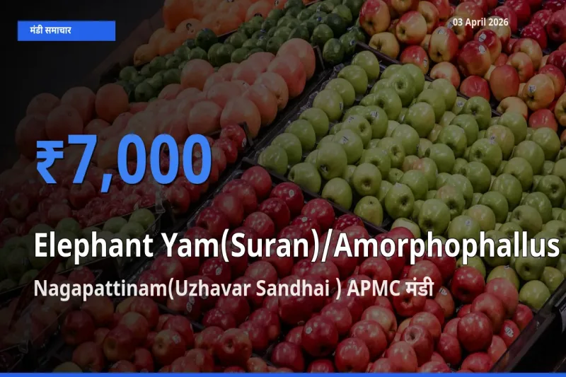 बाज़ार संकेत: Nagapattinam(Uzhavar Sandhai ) APMC बना जिमीकंद (सूरन) के लिए आज की टॉप मंडी