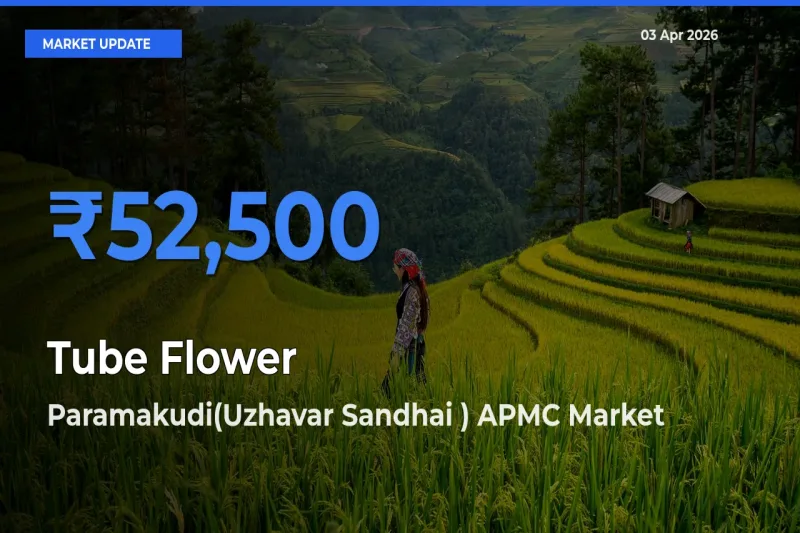 Market Watch: Paramakudi(Uzhavar Sandhai ) APMC Becomes Top Mandi for Tube Flower