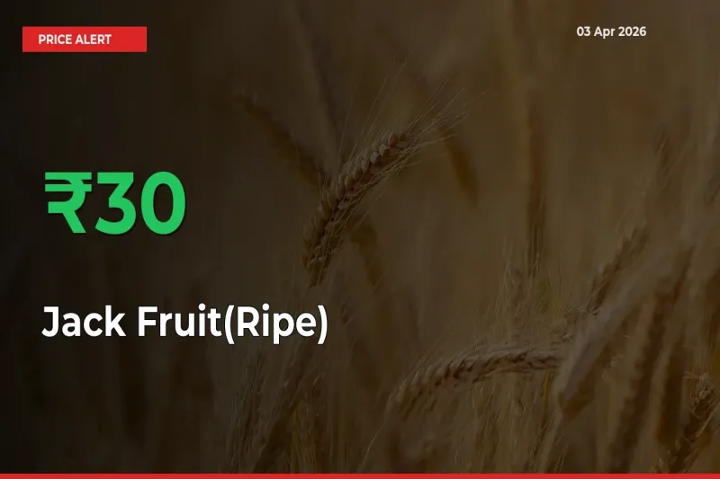 Big Rally! Jack Fruit(Ripe) Climbs 30% in 24 Hours at Top Mandis