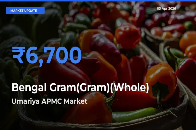Bengal Gram(Gram)(Whole) Mandi Rate Today: Umariya APMC Tops the List