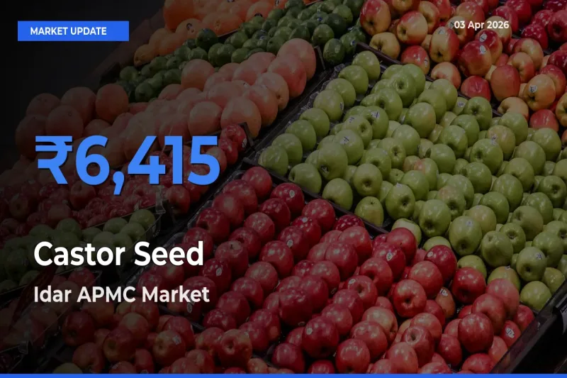 Top Performer! Idar APMC Offers Best Castor Seed Price Today