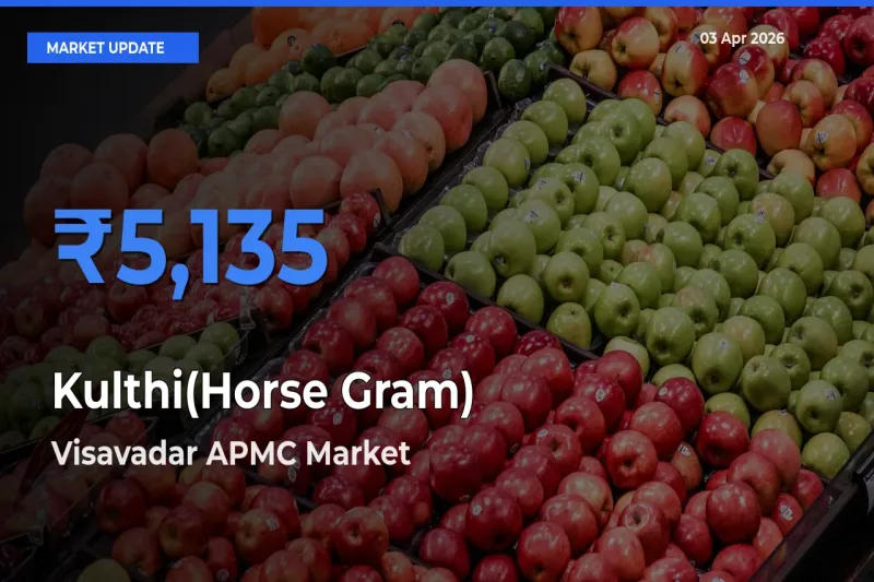 Visavadar APMC Leads as Top Mandi for Kulthi(Horse Gram) Prices
