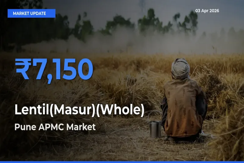 Pune APMC Offers ₹7,150 – Highest Lentil(Masur)(Whole) Rate Today